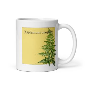 Tazza con illustrazione botanica di Asplenium onopteris