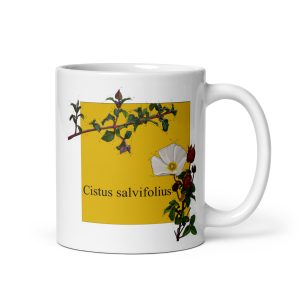 Tazza con illustrazione botanica di Cistus salviifolius