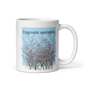 Tazza con illustrazione botanica di Eragostis spectabilis