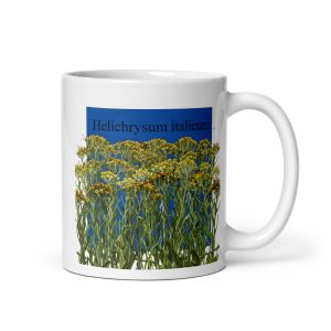 Tazza con illustrazione botanica di Helichrysum italicum