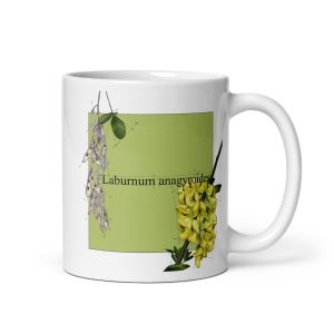Tazza con illustrazione botanica di Laburnum anagyroides