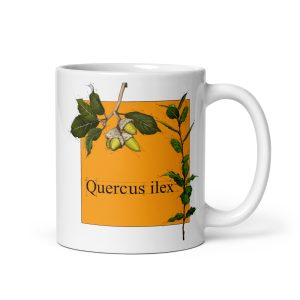 Tazza con illustrazione botanica di Quercus ilex
