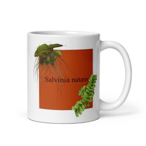 Tazza con illustrazione botanica di Salvinia natans