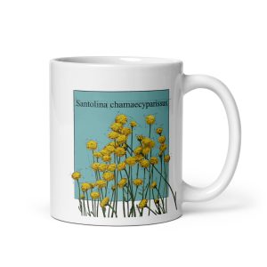 Tazza con illustrazione botanica di Santolina chamaecyparissus